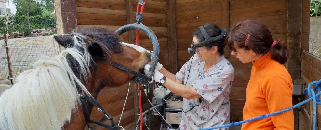 Dentista para caballos - Matilde Duch