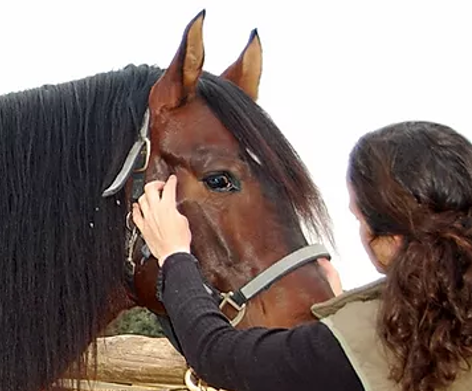 Trabajo del dentista para caballos - desbloqueo de la mandíbula