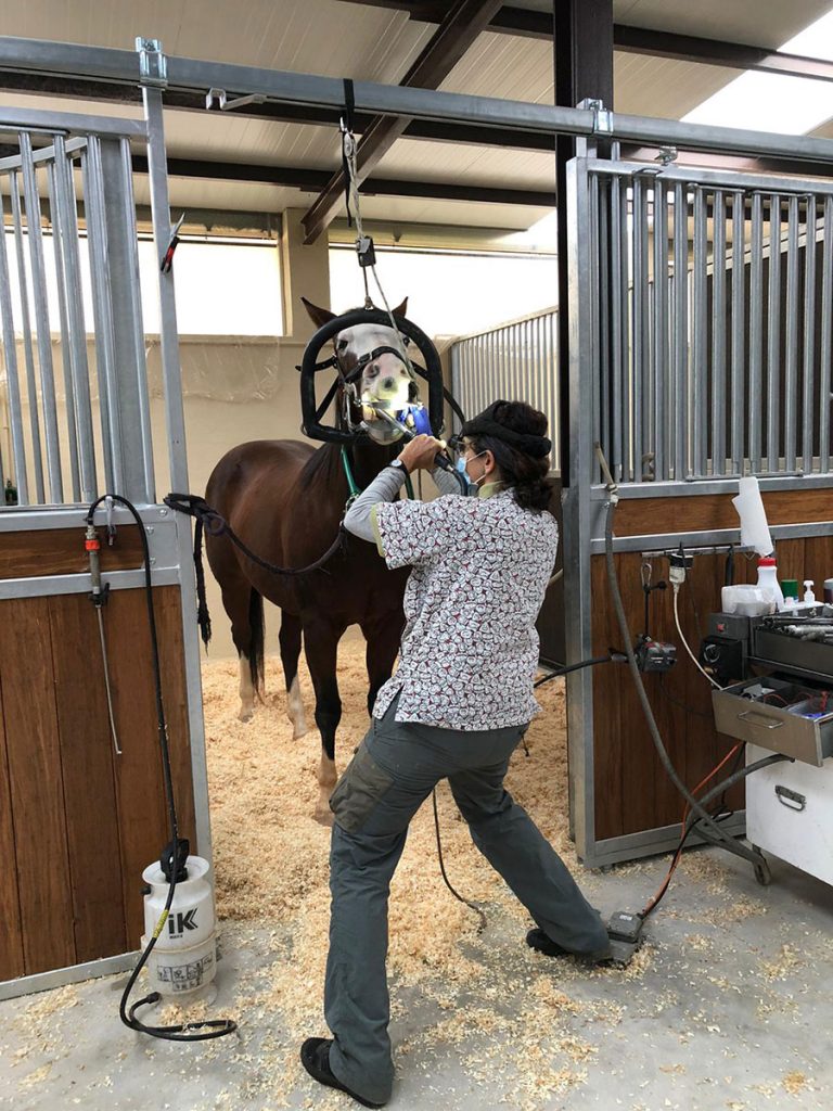 Trabajo del dentista para caballos - mis objetivos